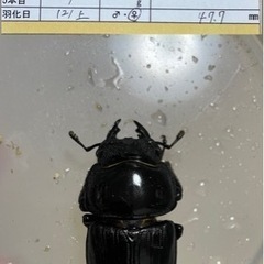 【ネット決済・配送可】能勢SRオオクワガタ早期♀【47.7mm4...