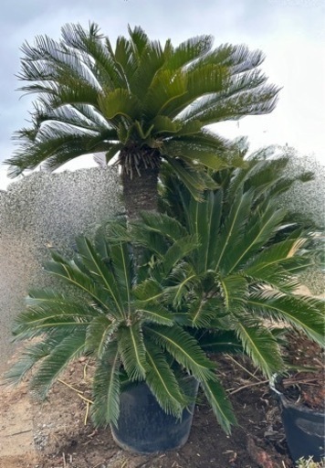 蘇轍　ソテツ　植木　木