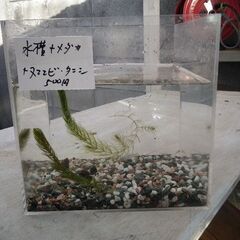 水槽にメダカとヌマエビ