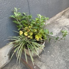 菊とオリズルランの寄せ植え、差し上げます