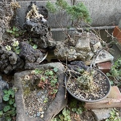 盆栽　日本庭園　植木　観葉植物　花　岩　ガーデニング