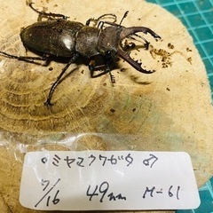 （お取引中）②国産ミヤマクワガタ　成虫オス単品