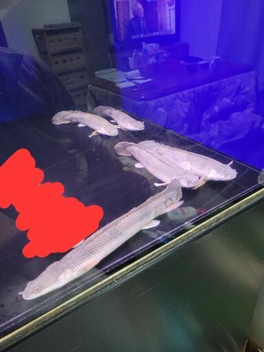 ポリプテルスエンドリケリー5匹　25～27cm