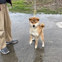 ブリーダーさんが高齢になり飼育できなくなった為の募集です