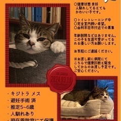 🌼推定5歳の猫ちゃん(避妊済)🌼急募！！の画像