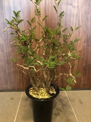 特大センナ センナ メリディオナリス 極太 特大 発根済 ③ senna