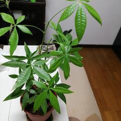 観葉植物　パキラ　5号鉢　約６０cm