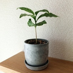 観葉植物　コーヒーの木(19)　17cm　おしゃれな2号の鉢と受...