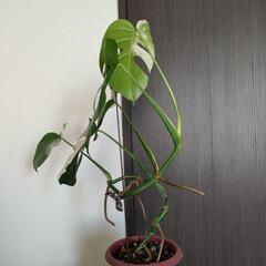斑入りモンステラ
