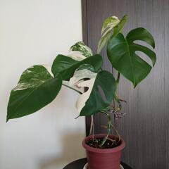 斑入りモンステラ