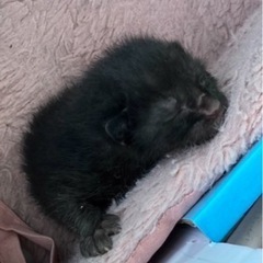 黒猫の赤ちゃんの画像