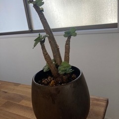 モロキニエンシス　観葉植物