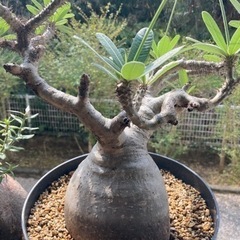 パキポディウム　グラキリス　大サイズ　お引き取り希望