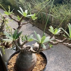 パキポディウム　グラキリス　大サイズ　お引き取り希望