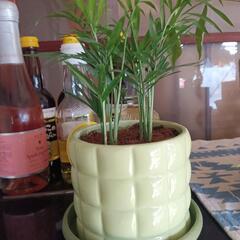 観葉植物　人気のテーブルヤシ