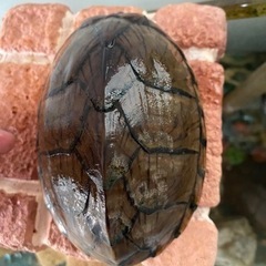 カブトニオイカメ　3歳　4歳　メス2匹