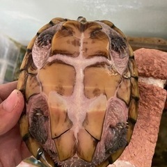 カブトニオイカメ　3歳　4歳　メス2匹