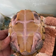 カブトニオイカメ　3歳　4歳　メス2匹