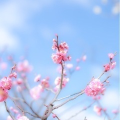 3/24 桜撮影＆プチお花見します🌸