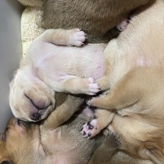 生後3週間の子犬５匹