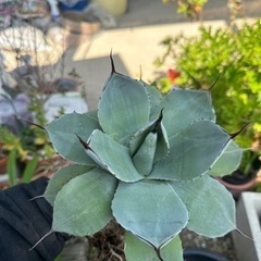 アガベ  パリー　トランカータ　斑入り