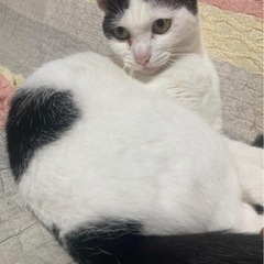 小顔でチャーミングな和風美猫ちゃん - 那覇市