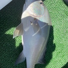 沖釣り仲間🐟募集❣️ - 沖縄市