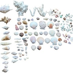 海の贈り物❀サンゴ、貝殻、シーグラス