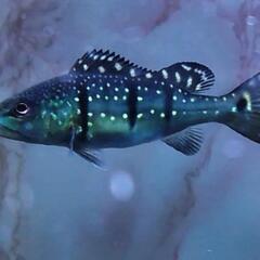 超超🉐                                                                  希少  WILD キクラ インターメディア幼魚