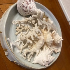 沖縄で拾った貝
