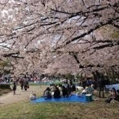 3/31（日）　お花見🌸代々木公園🌸35〜55歳くらいの皆様のお...