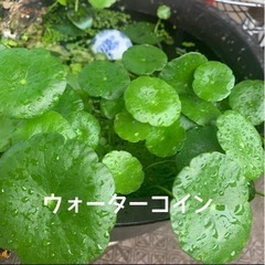 【ネット決済】 水草5種セット　マツモ ウキクサ アマゾンフロッ...