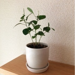 観葉植物　シルクジャスミン②　18cm　白いおしゃれな2号の鉢と...