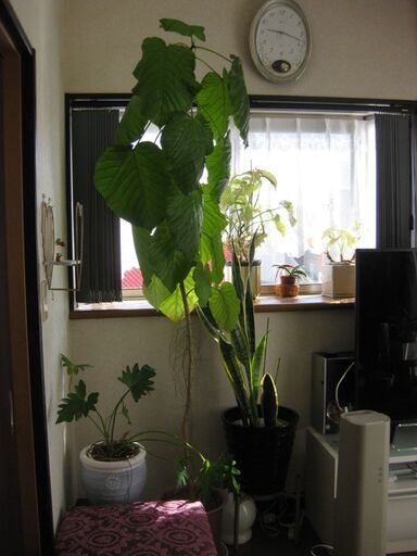 大型観葉植物　フィカスウンベラータ　180cn(画像一番高い植物)　黒の瀬戸物鉢付き♪