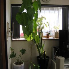 大型観葉植物　フィカスウンベラータ　180cn(画像一番高い植物...