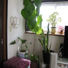 大型観葉植物　フィカスウンベラータ　180cn(画像一番高い植物)　黒の瀬戸物鉢付き♪