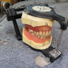 歯　模型