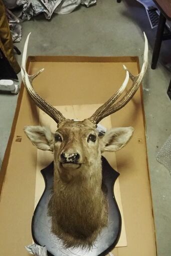 ハンティングトロフィー、鹿の剥製、120x65x43