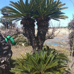 ダブルヘッドの素晴らしいソテツ