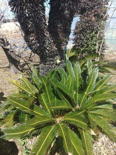 ダブルヘッドの素晴らしいソテツ