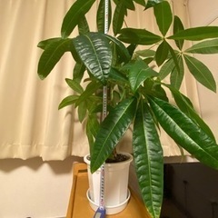 観葉植物　パキラ　高さ90cm