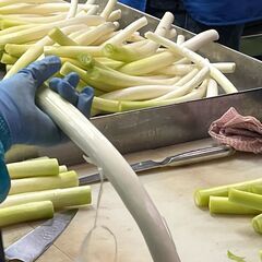 【傷んだ部分を切り取るお仕事】野菜の仕分け・加工業務　■石…