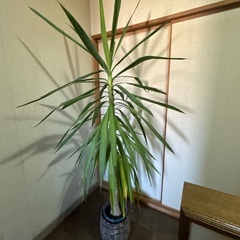 観葉植物　ユッカ