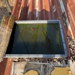 改良メダカセット