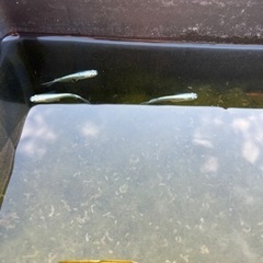 改良メダカセット