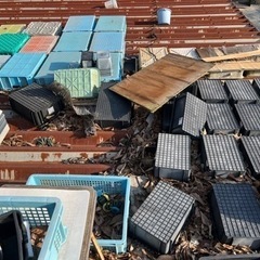 改良メダカセット