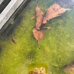 改良メダカセット