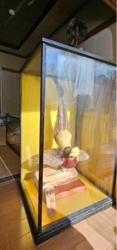 錦雉鳥 キンケイ 剥製 ガラスケース入り