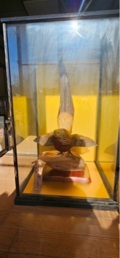 錦雉鳥 キンケイ 剥製 ガラスケース入り