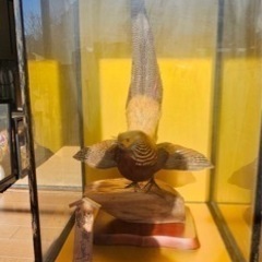 錦雉鳥 キンケイ 剥製 ガラスケース入り